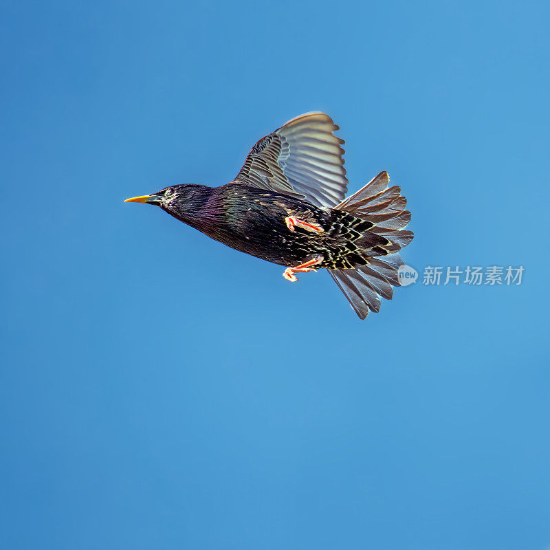 普通椋鸟(Sturnus vulgaris)